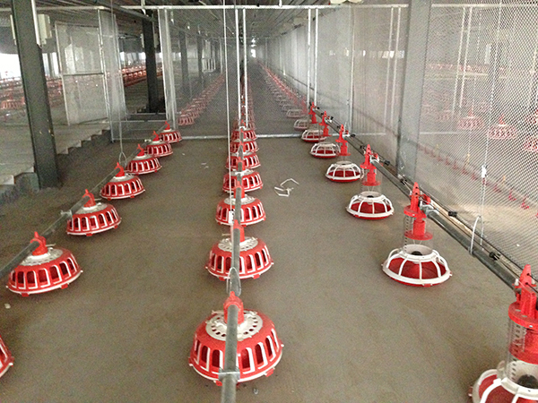 索盤(pán)環(huán)繞盤(pán)式種雞喂料系統(tǒng)