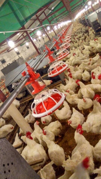 桶式計(jì)量種雞料盤